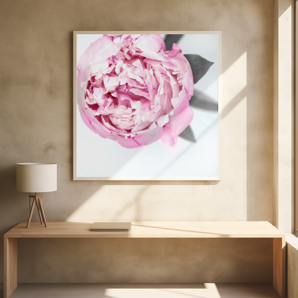 Pink peony III | Poster
