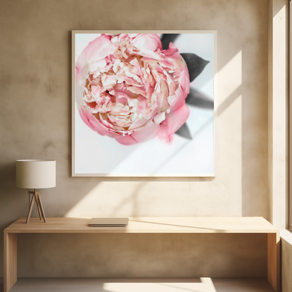Blush peony III | Poster