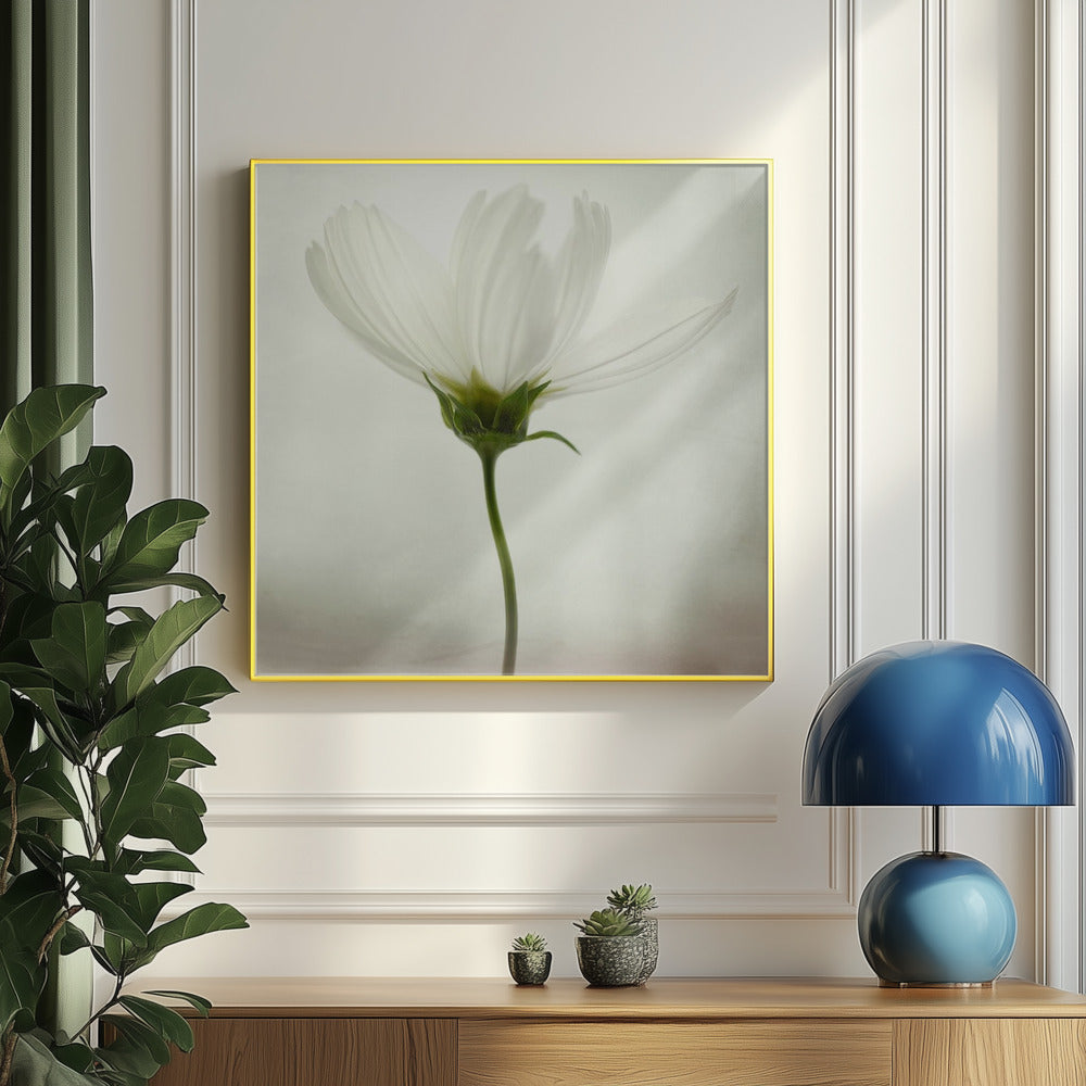 White cosmos | Poster