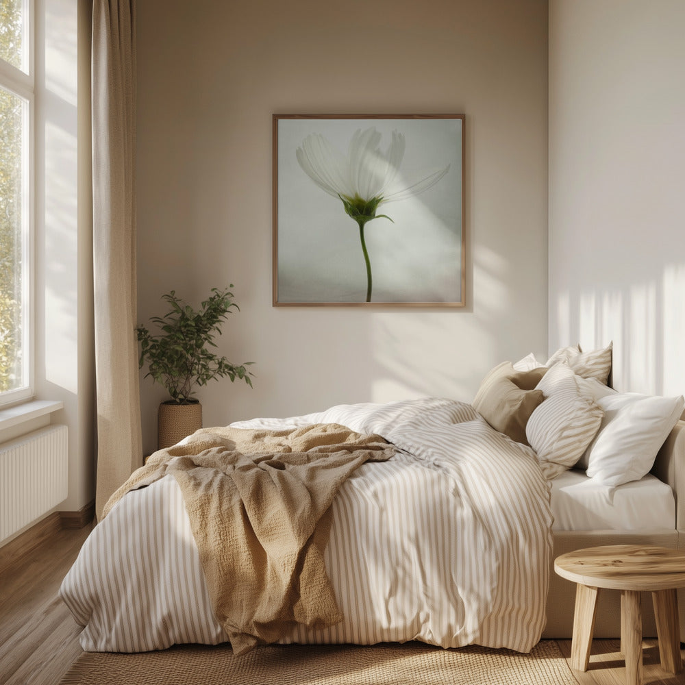 White cosmos | Poster