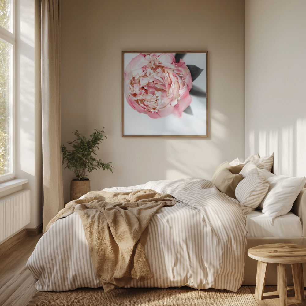 Blush peony III | Poster