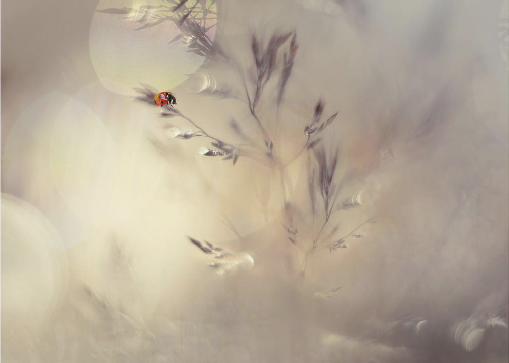 Petite dame | Papier Peint Photo