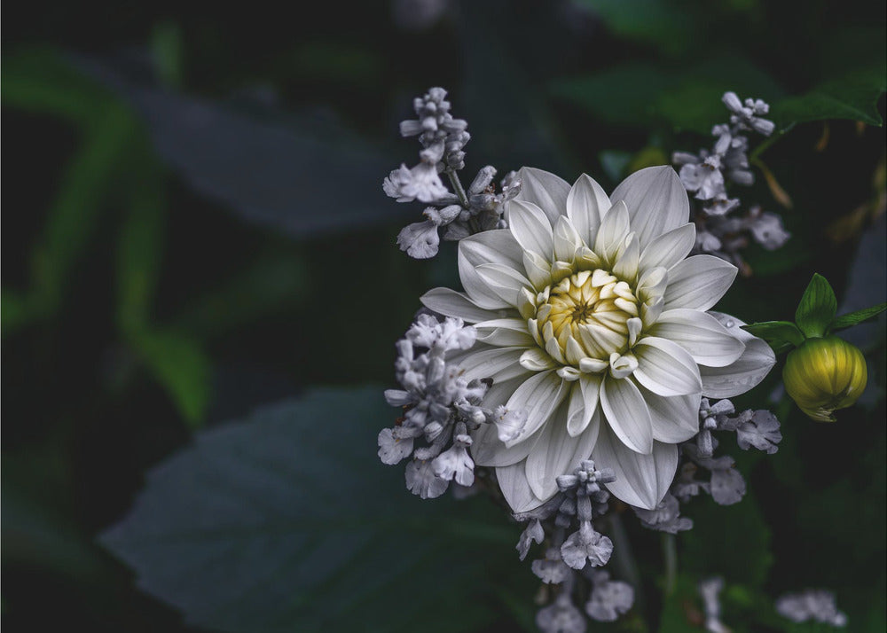 Flor de dalia | Papel Pintado Fotográfico