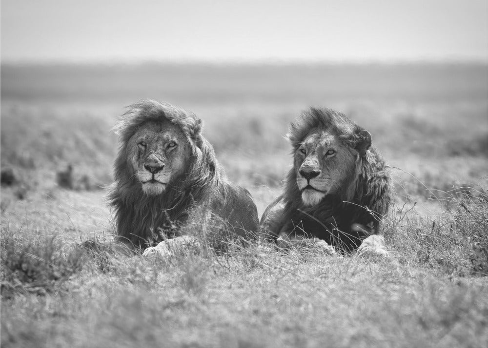 Kaksi kuningasta | Julisteet - Taidevedokset