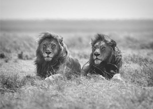 Kaksi kuningasta | Julisteet - Taidevedokset