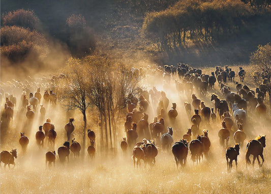 Hevoset | Valokuvatapetit