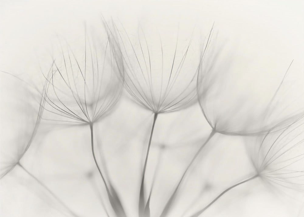 Sin título | Papel Pintado Fotográfico