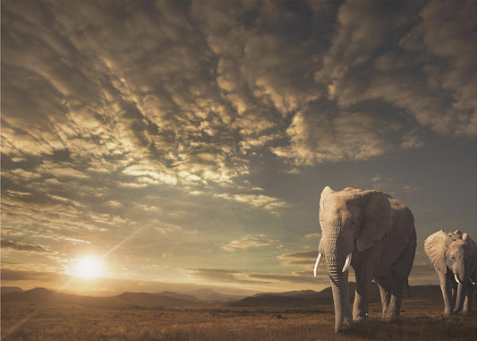 Kävely Savannahissa | Valokuvatapetit