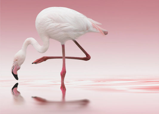Flamingo | Valokuvatapetit