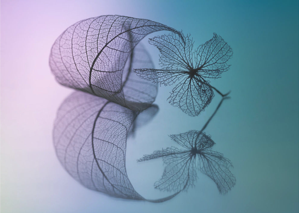 Lehden ja kukan tarina | Julisteet - Taidevedokset