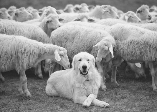 Pomo | Valokuvatapetit