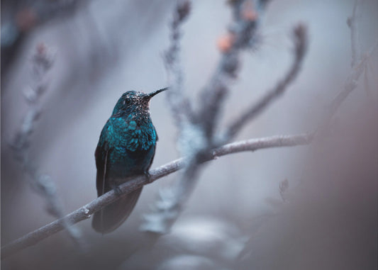 Sähköinen sininen | Valokuvatapetit