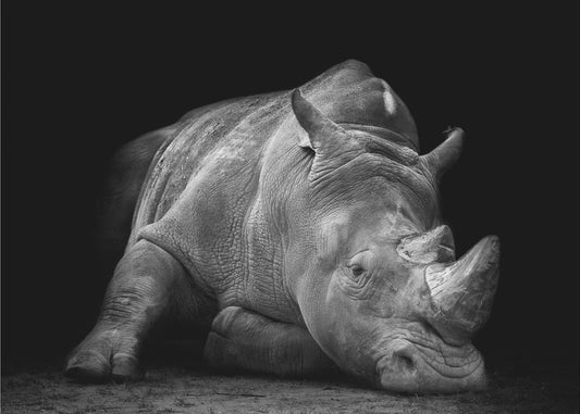 Besiegt | Fototapeten