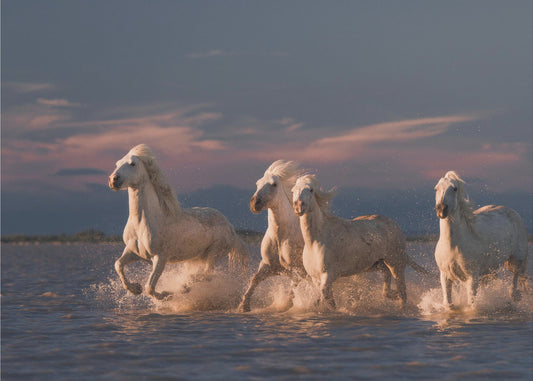 Camarguen enkelit | Valokuvatapetit