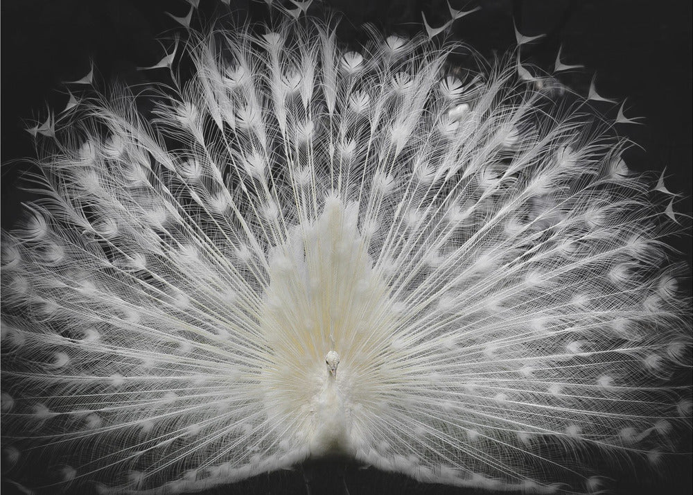 mustavalkoinen, | Julisteet - Taidevedokset