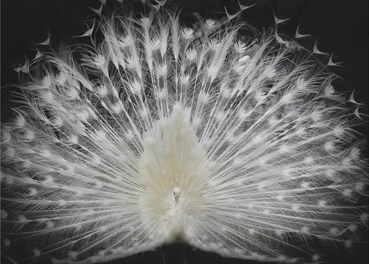 mustavalkoinen, | Julisteet - Taidevedokset