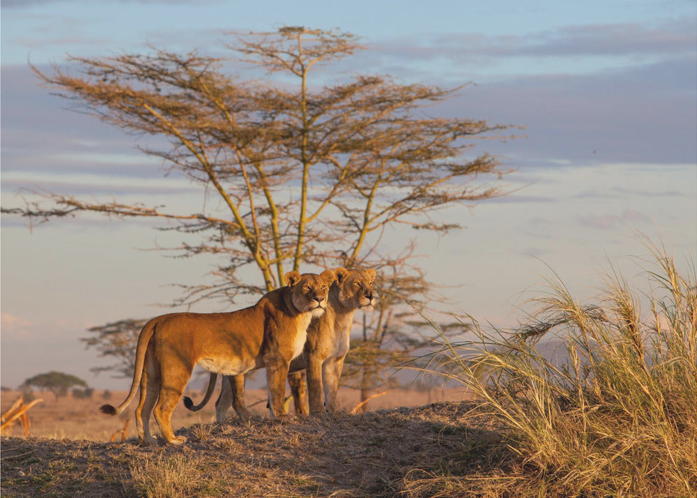 Sisaret | Valokuvatapetit