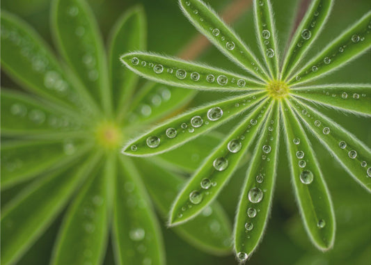 Helmiäislupiini | Valokuvatapetit