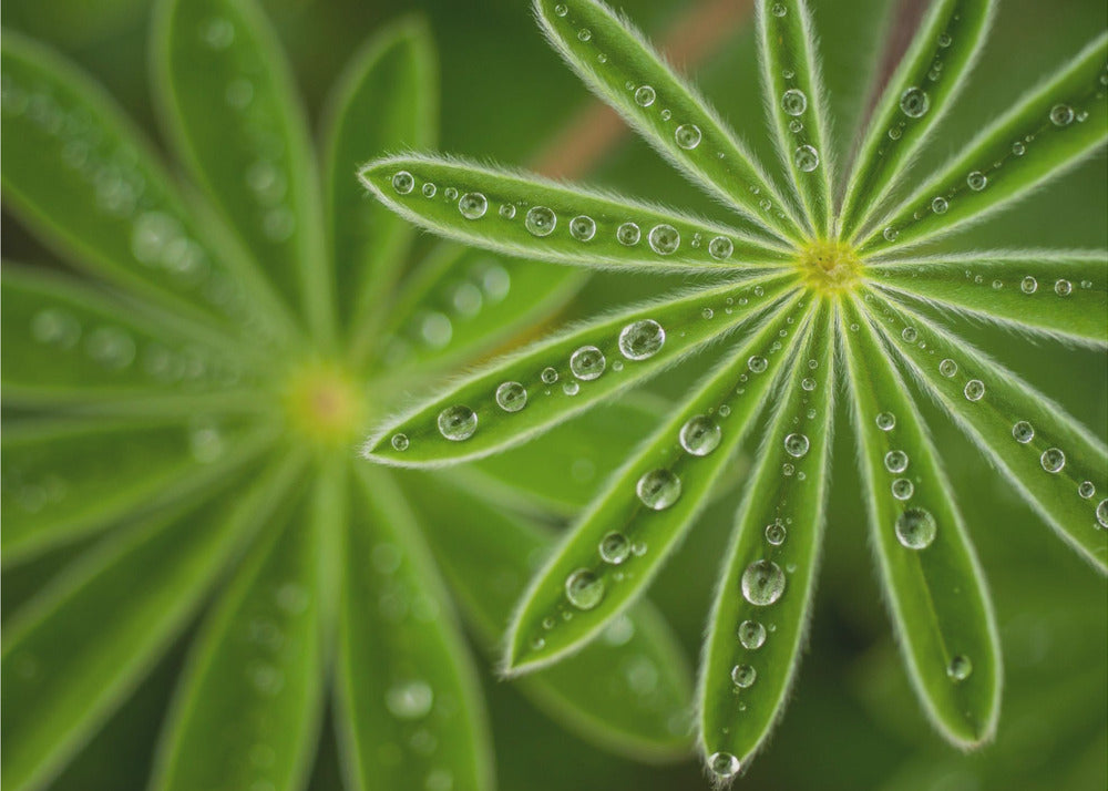 Lupino perlado | Papel Pintado Fotográfico