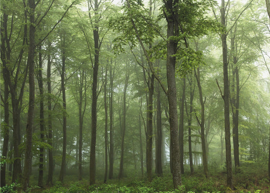 Wald... | Fototapeten