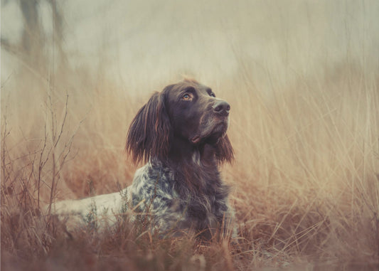 Beautiful Aragorn | Poster