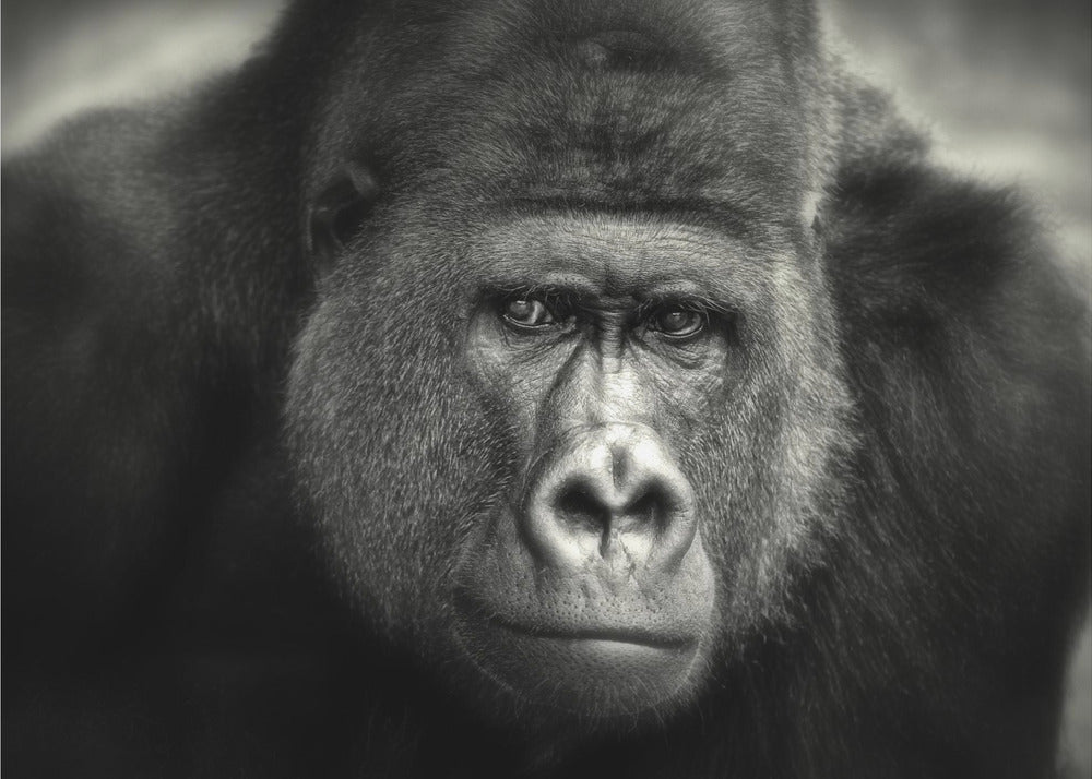 PIENI HYMY .... | Valokuvatapetit