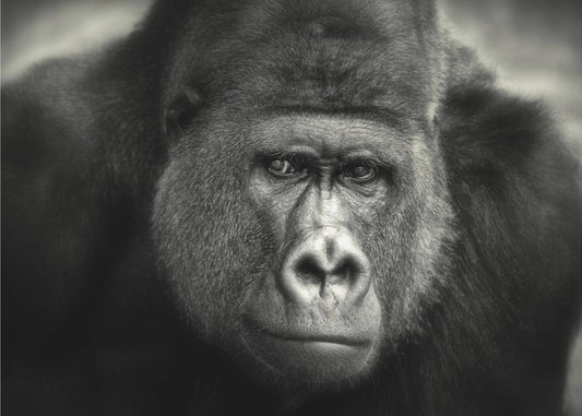 PIENI HYMY .... | Valokuvatapetit