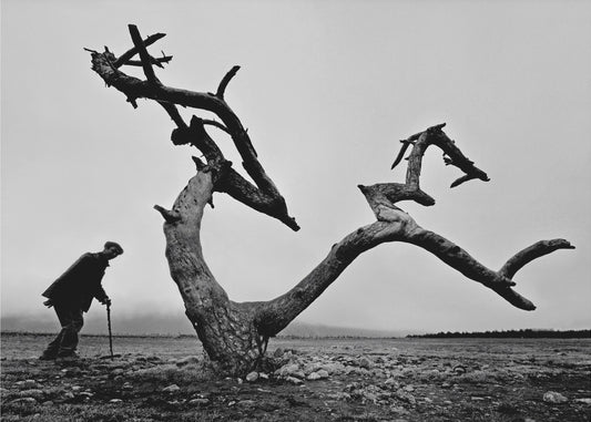 El viejo y el árbol | Impresiones en Lienzo