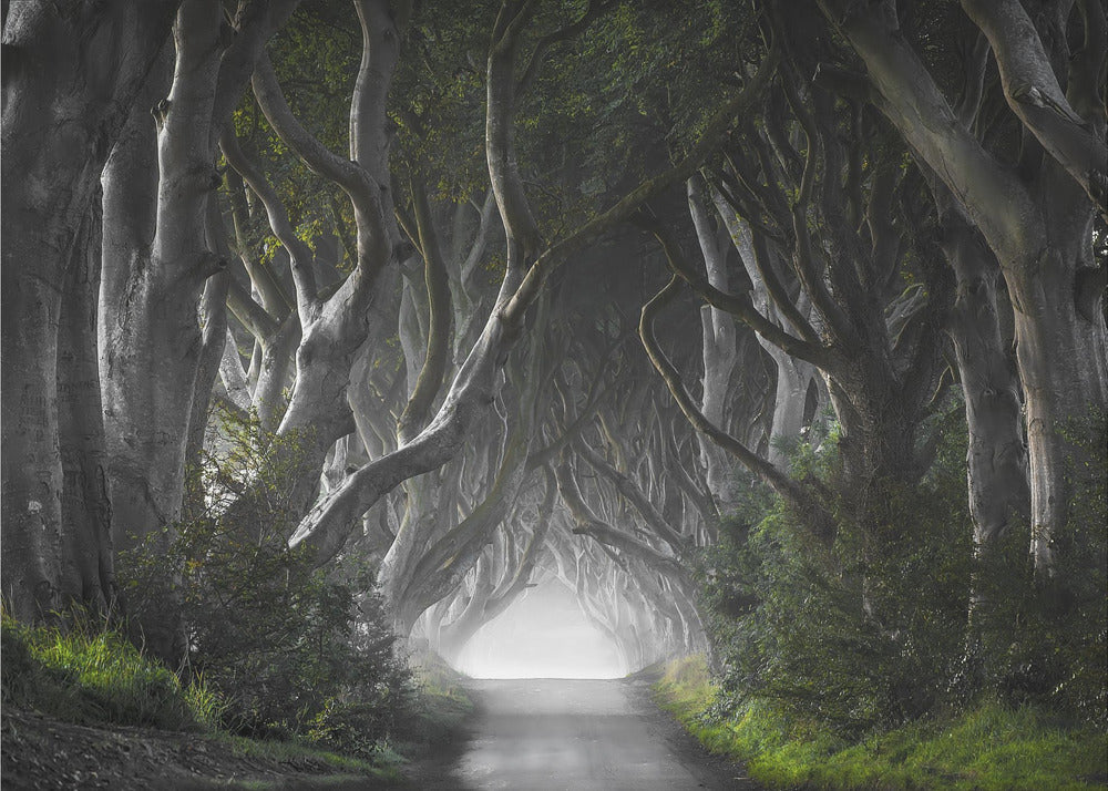 DARK HEDGES | Wallpaper