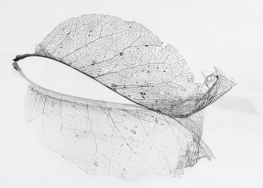 Das alte Blatt | Fototapeten