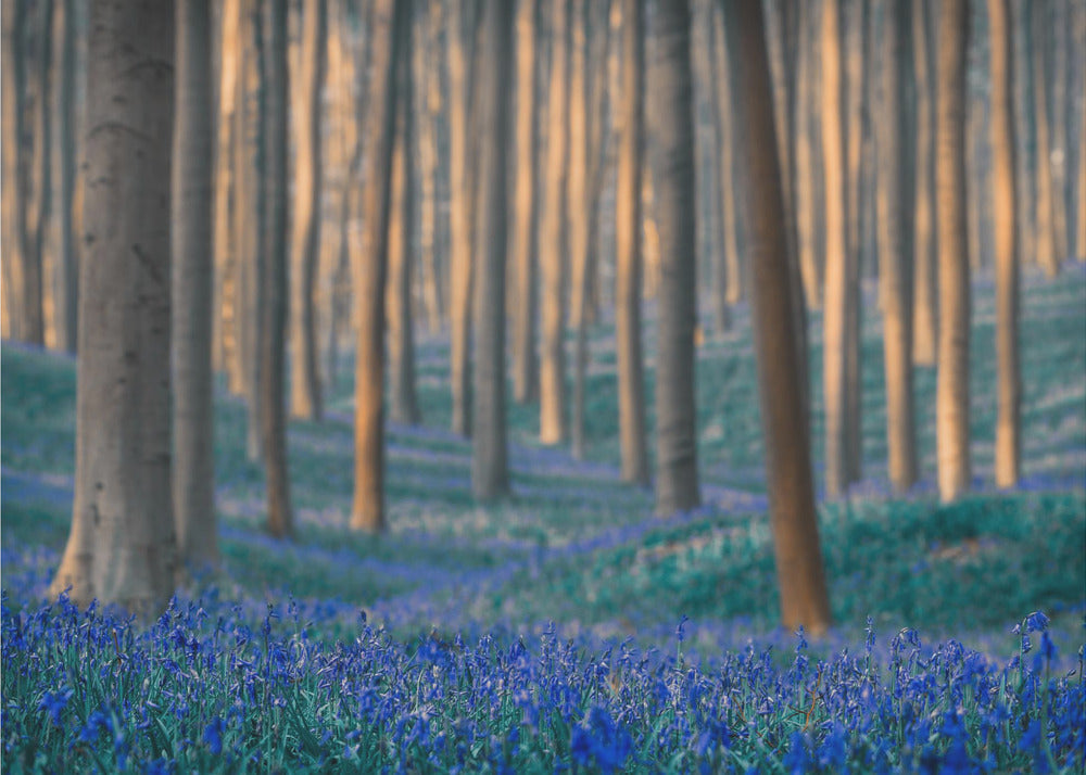 Los sueños están hechos de esto | Papel Pintado Fotográfico