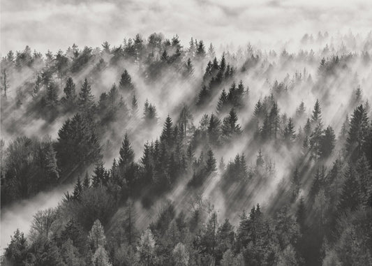 Sundance nro 1 | Valokuvatapetit