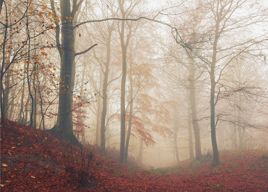 Czekam na jelenia. | Fototapeta