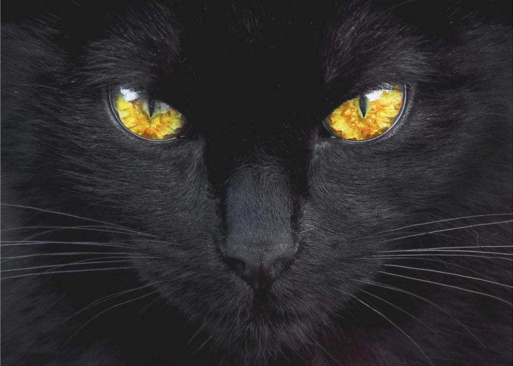 Yön hypnotisoija | Julisteet - Taidevedokset