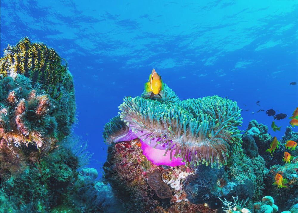 La vie marine | Papier Peint Photo