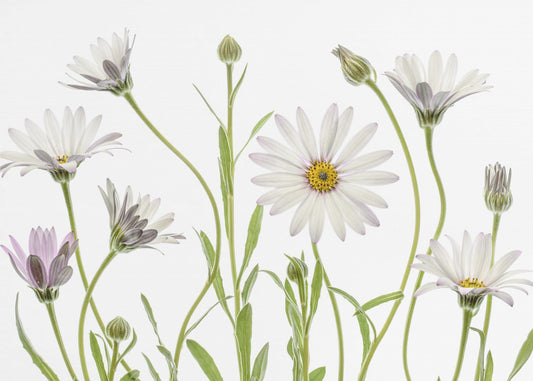 Kapin päivänkakkarat | Valokuvatapetit