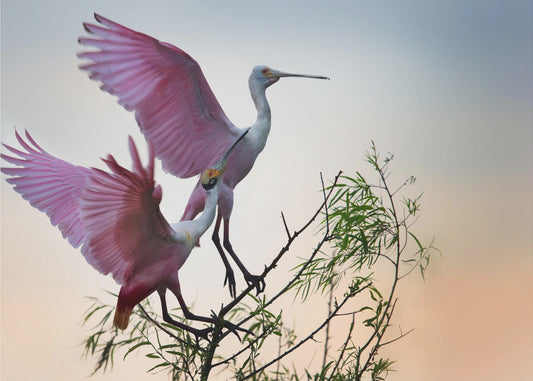 Two Roseate Spoonbills | Poster