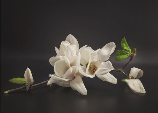 Magnolia | Valokuvatapetit