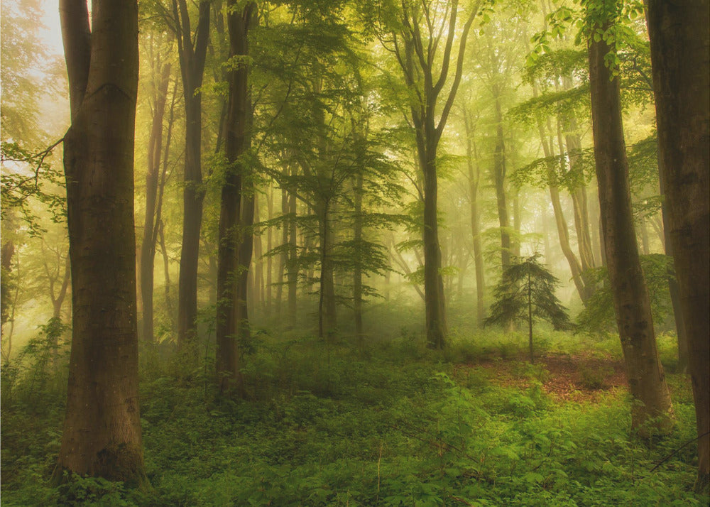 Pieni puu | Valokuvatapetit