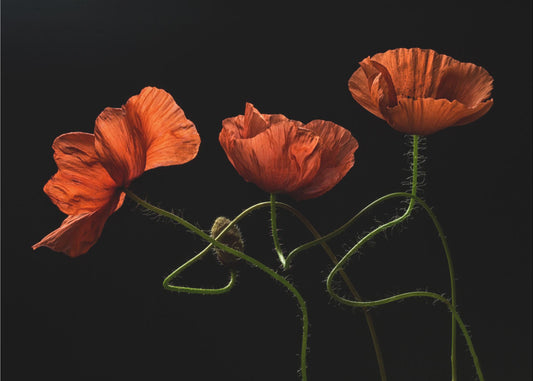 Keskiyön tienoilla #2 | Valokuvatapetit