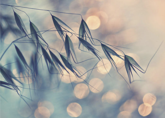 ...<<< | Valokuvatapetit