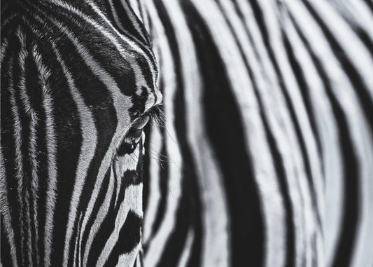 La mirada de la naturaleza | Papel Pintado Fotográfico