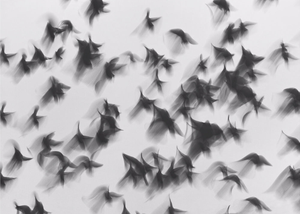 Oiseaux | Tableaux sur Toile