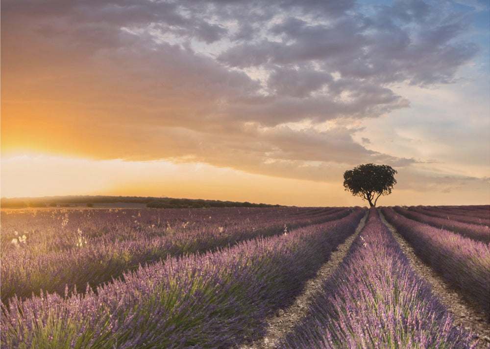 DESTINO LAVANDA | Papel Pintado Fotográfico