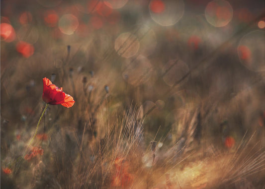 Unikko | Valokuvatapetit