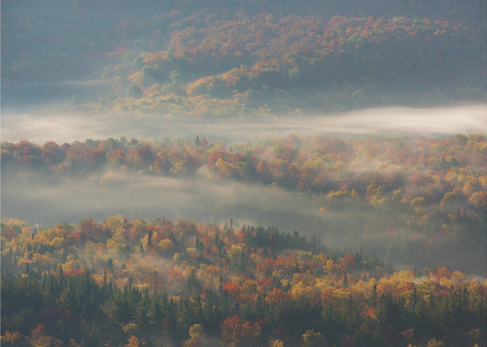 Mattina nebbiosa | Carta da Parati Fotografica