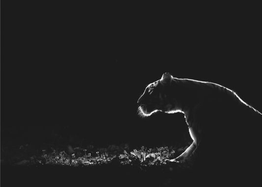 Nimetön | Julisteet - Taidevedokset