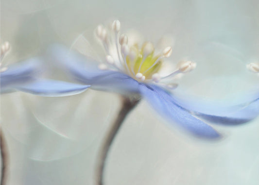 Tanssivat valkovuokot | Julisteet - Taidevedokset