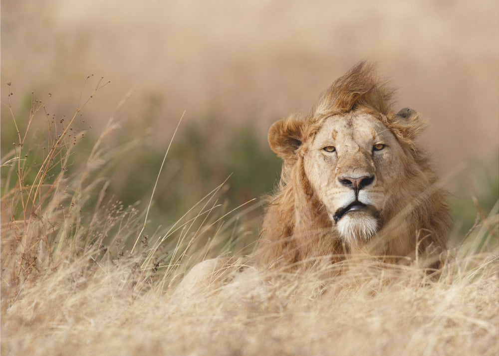 Komea! | Valokuvatapetit