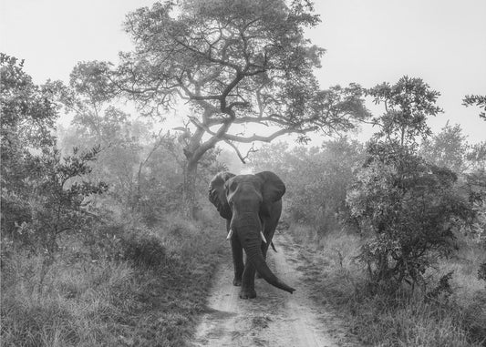 KÄVELEVÄ JÄTTILÄINEN | Valokuvatapetit